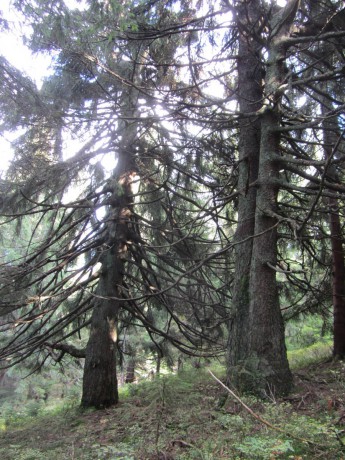 stromy (9)